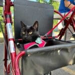 Ashland News Catty Corner: An Ashland cat gets care from free mobile vet clinic